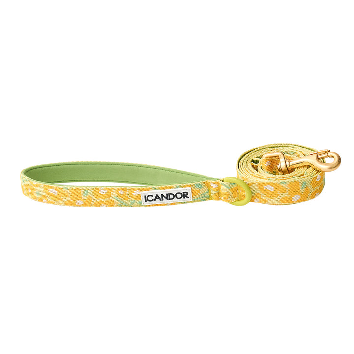 Gentle Leash_Big Fish Yellow