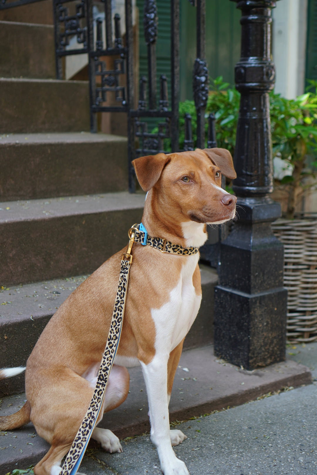 GENTLE COLLAR DUAL